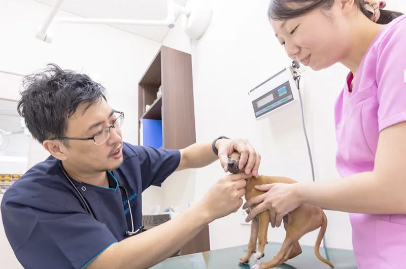 無理をせずペットの体調優先