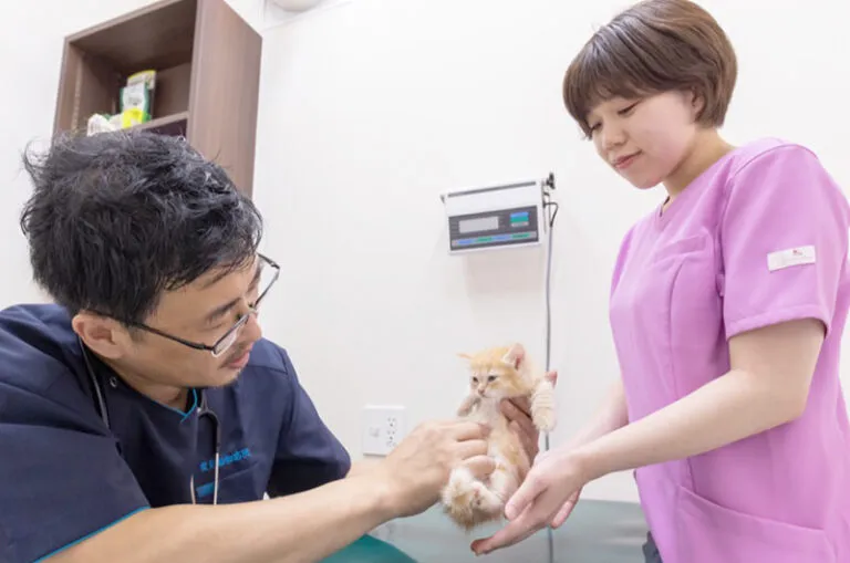 去勢・避妊を行うタイミング