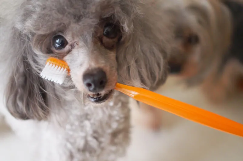 自宅でしっかり歯磨きを