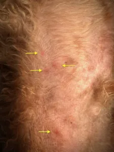 ブドウ球菌性膿皮症の症状