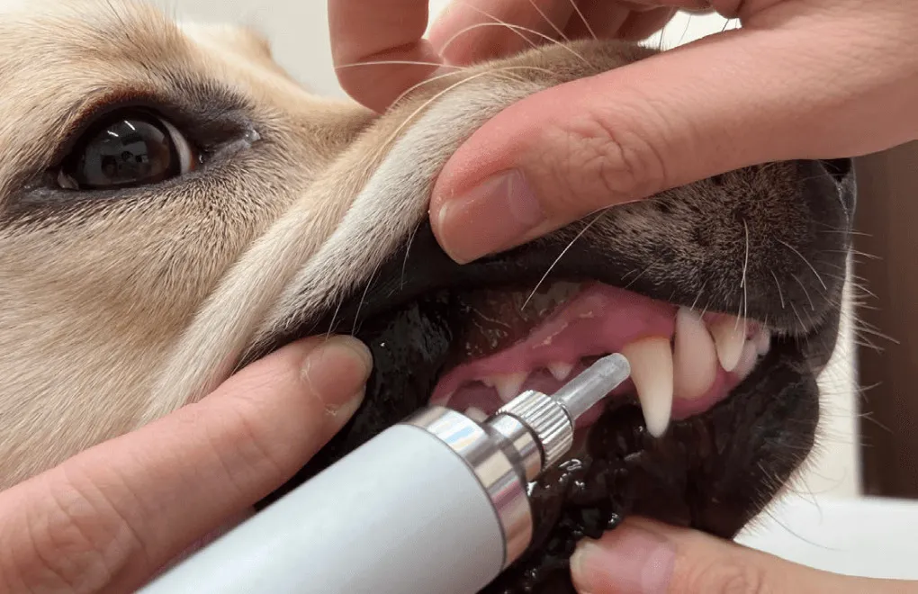 プラズマ治療器 Pidi