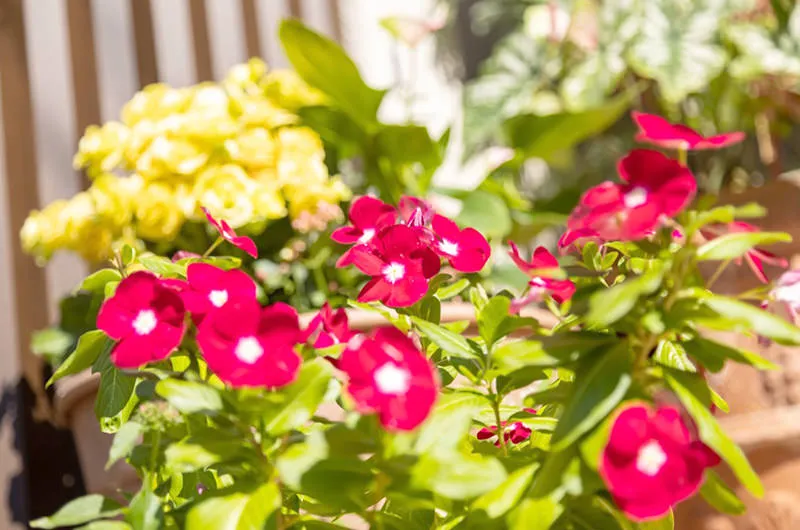 「社会化期」の対応